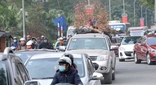 Chở đào, quất trên nóc ô tô dịp Tết: Cẩn trọng kẻo vừa nguy hiểm vừa mất tiền phạt